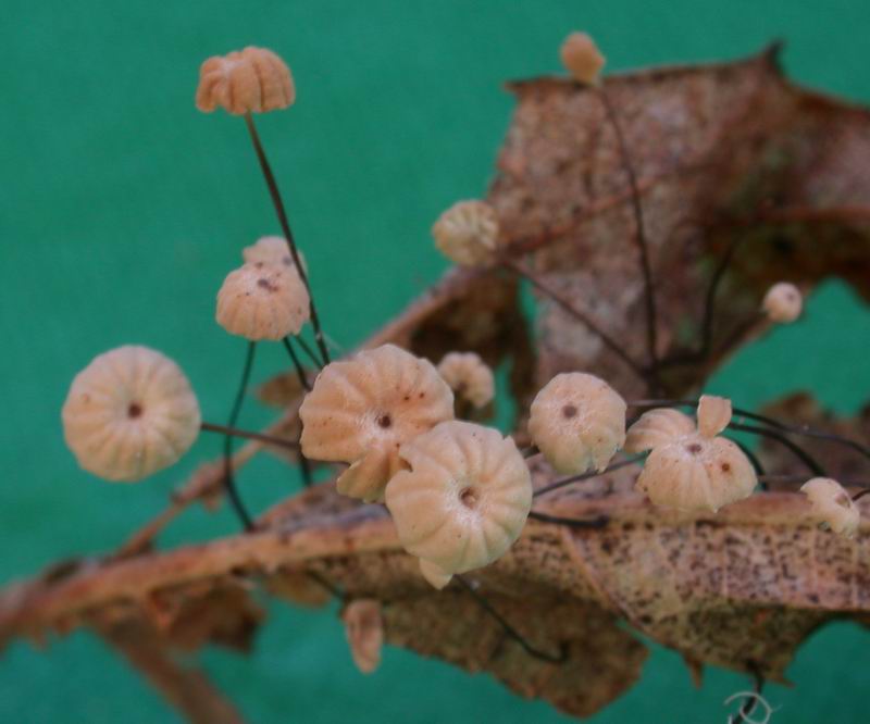 Marasmius bulliardii ?